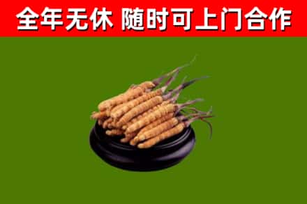 图木舒克市烟酒回收冬虫夏草.jpg